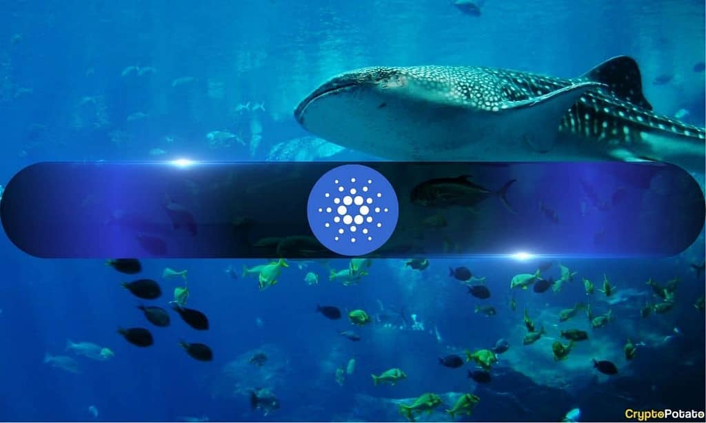 Whales Keep Loading Up on Cardano While Retail Dumps ADA