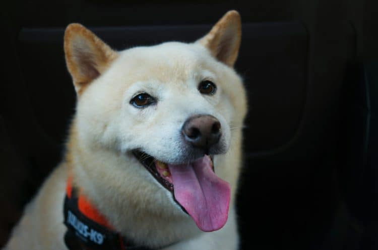 ‘Good News’ Finally Arrives For SHIB Army As Team Unveils New Update